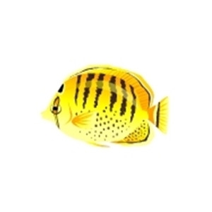 Spot-Banded Butterflyfish